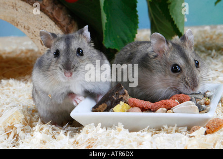 Russo criceto nano Foto Stock