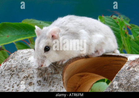 Criceto Roborovski Foto Stock