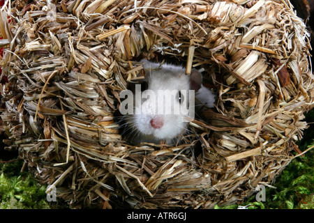 Criceto Roborovski Foto Stock