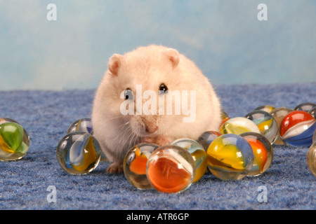 Criceto Roborovski Foto Stock