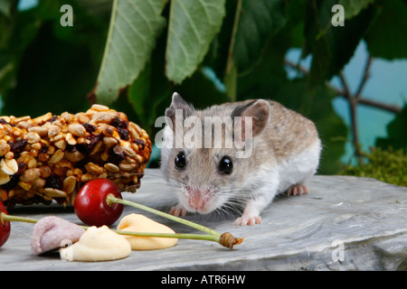 Criceto cinese Foto Stock