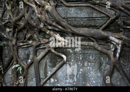 Radici di alberi che crescono sulle incisioni a Beng Mealea Foto Stock