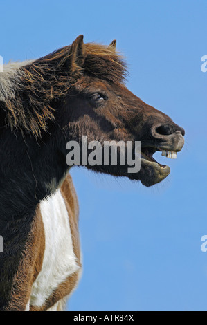 Cavallo islandese Foto Stock