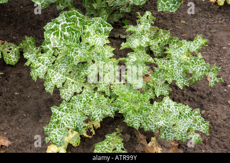 Cardo Mariano Foto Stock