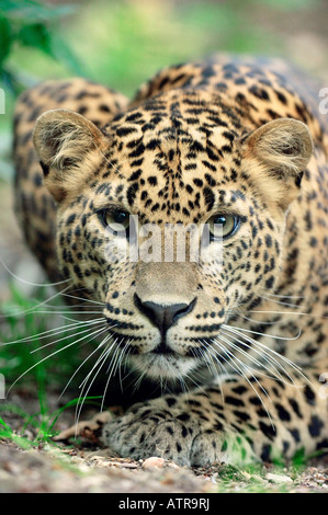 Leopardo dello Sri Lanka Foto Stock