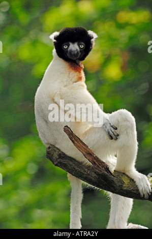 Sifaka incoronato Foto Stock