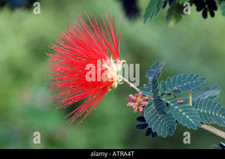 Powderpuff Foto Stock