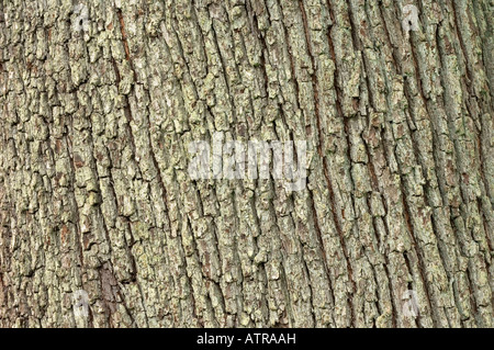 Albero di servizio Foto Stock