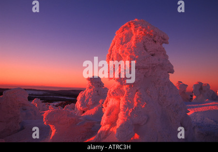 Snowcovered Tree Foto Stock