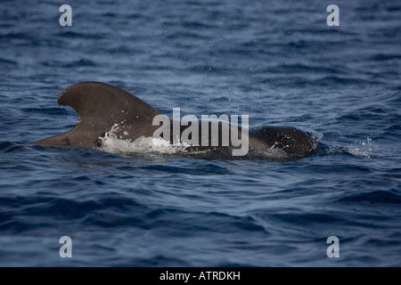 Breve alettato di Balene Pilota La Gomera Spagna affiorante maschio Foto Stock