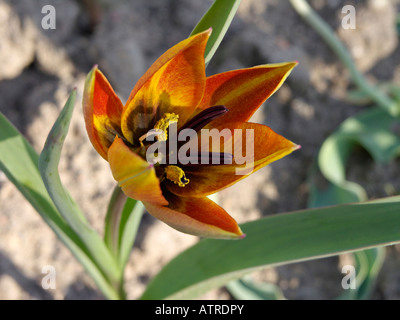 Tulipano selvatico (tulipa whittallii) Foto Stock