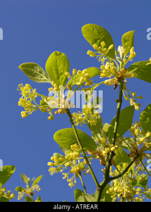 Sassafras albidum Foto Stock