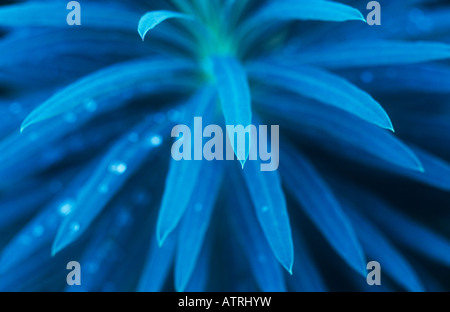 In prossimità della testa del cluster di tipo ad ago foglie blu di confine pianta perenne o Euforbia Euphorbia characias Foto Stock