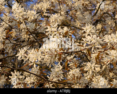 Servizio di roverella berry (Amelanchier arborea) Foto Stock