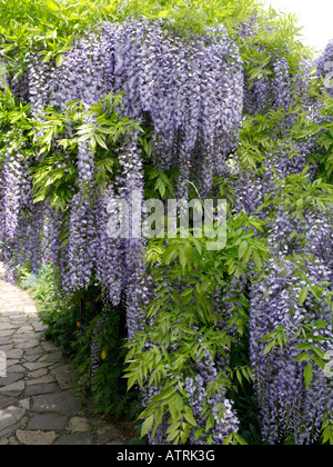 Il glicine giapponese (wisteria floribunda 'longissima') Foto Stock