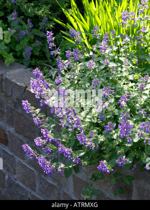 Nepitella (nepeta x faassenii) Foto Stock