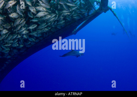 I subacquei e un pacifico - il tursiope o delfino maggiore - visita con il jack almaco in una penna a un allevamento ittico off la Big Island delle Hawaii. Foto Stock