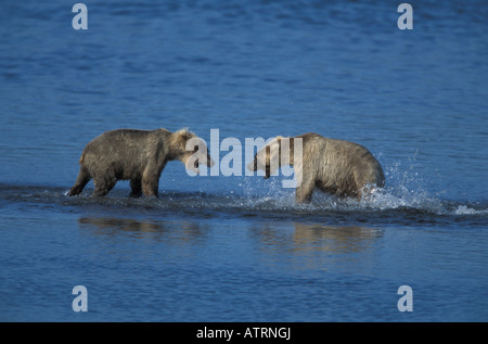 Orso bruno, Ursus arctos, ringhiando. Foto Stock