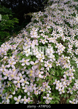 Anemone clematis (Clematis montana "rubens") Foto Stock