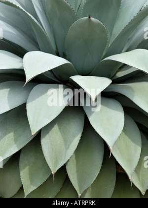 Agave (agave parryi) Foto Stock