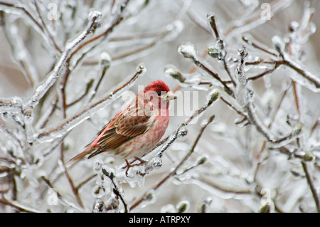 House Finch appollaiato in ghiaccio incrostati di Star Magnolia Floyd County Indiana Foto Stock