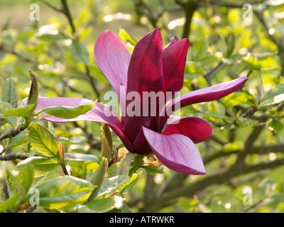 Lily magnolia (magnolia liliiflora 'Nigra') Foto Stock