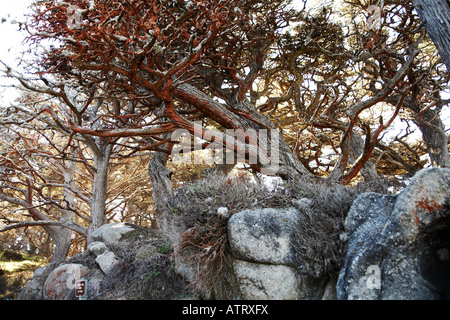 Mossy Cypress con rocce in California's Point Lobos State Reserve lungo la Pacific Coast Highway, Carmelo dal mare, STATI UNITI D'AMERICA Foto Stock