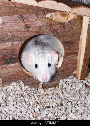 White pet rat sbirciando fuori della sua piccola casa Foto Stock