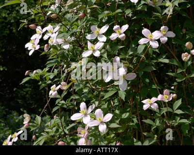 Anemone clematis (Clematis montana "rubens") Foto Stock