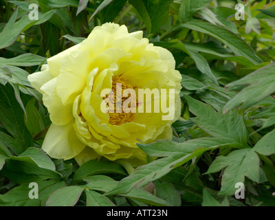 Tree peonia (Paeonia x lemoinei 'High Noon') Foto Stock