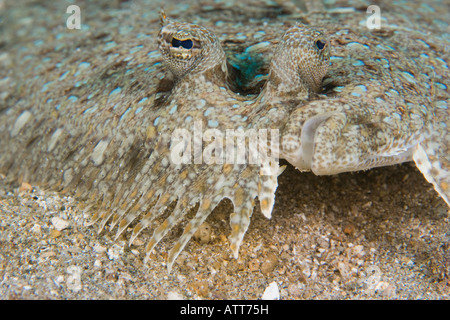 Peacock passera pianuzza, Bothus mancus, Hawaii. Foto Stock