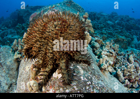 La corona di spine di stelle marine Acanthaster planci, feed sul live e di corallo è coperto in molto affilati aculei, Hawaii. Foto Stock