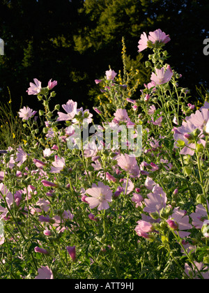 Musk mallow (malva moschata) Foto Stock