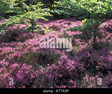 HEATHER su Mori a est di BEELEY DERBYSHIRE INGHILTERRA Foto Stock