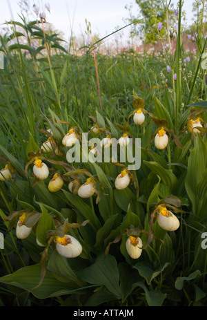 Cypripedium zandrewsii, ibrido di piccole dimensioni e di colore bianco e giallo Pianella della Madonna (ibrido di C. candidum e C. calceolus) Foto Stock