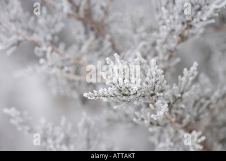 Redcedar orientale (Juniperus Virginiana), il Cardinale Marsh Area Naturale, Winneshiek County, Iowa Foto Stock