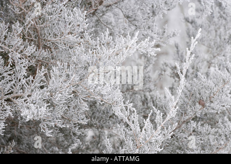 Redcedar orientale (Juniperus Virginiana), il Cardinale Marsh Area Naturale, Winneshiek County, Iowa Foto Stock