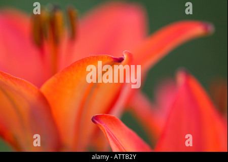 Giglio di legno (Lilium philadelphicum), Richard M, e Mathilda riso Elliot scientifico Area Naturale, Minnesota Foto Stock