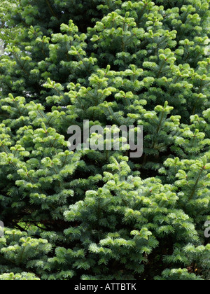 Abete alpino (Abies lasiocarpa) Foto Stock