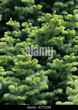 Abete alpino (Abies lasiocarpa) Foto Stock