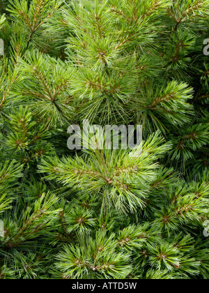 Weymouth pine (Pinus strobus) Foto Stock