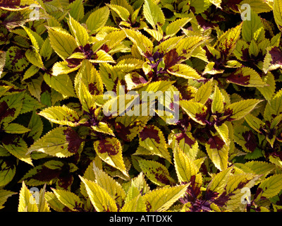 Coleus (solenostemon scutellarioides "ananas bellezza' syn. coleus blumei " ananas bellezza') Foto Stock