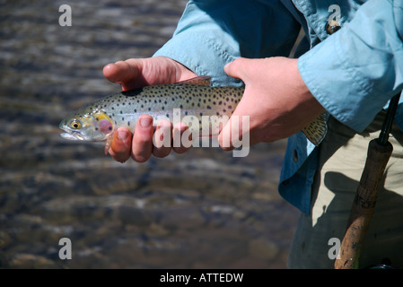 Una chiusura di un Cutthroat trout essendo trattenuto da un flyfisherman con asta e la bobina da un Colorado lago alpino Foto Stock
