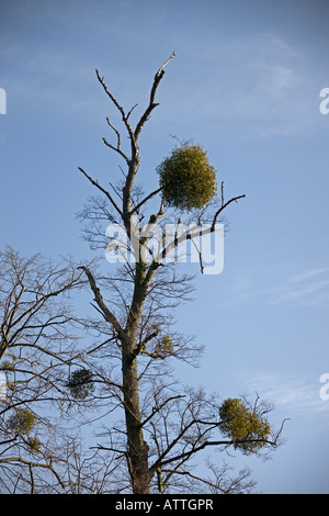 Vischio ( Loranthus europaeus)Cambridge. Cambridgeshire. East Anglia. Regno Unito. Foto Stock