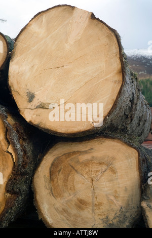 Grande vecchio legno di legno e di legno scozzese Larch taglio Registri che mostrano gli anelli dell'albero e i modelli di crescita nel tempo in Scozia Regno Unito Foto Stock