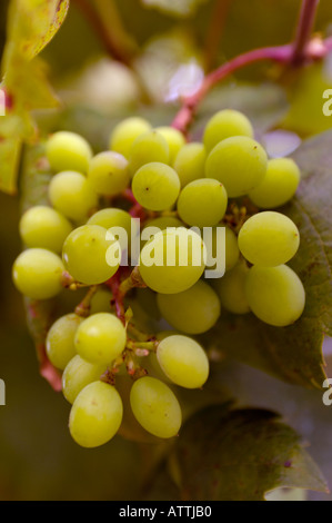 Close up piccolo grappolo di uva che cresce sulla vite Foto Stock