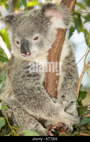 Australian Koala Foto Stock