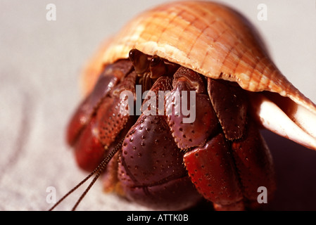 In prossimità di terra "Hermit crab' Variabilis clypeatus 'Cat Island' Bahamas Foto Stock