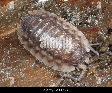 Comune, sowbug Oniscus asellus. Foto Stock