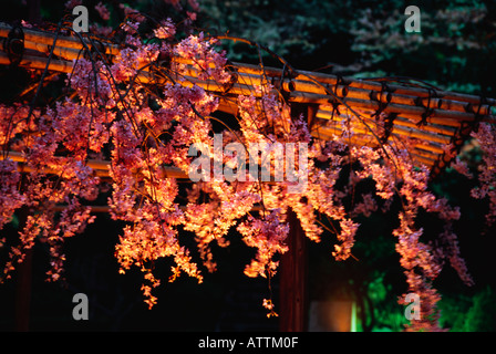 Fiori Ciliegio cresce al di sopra di Recinto di bambù Foto Stock